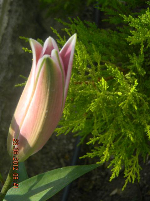 Name:  DSCN1722.jpg
Views: 728
Size:  43.6 KB