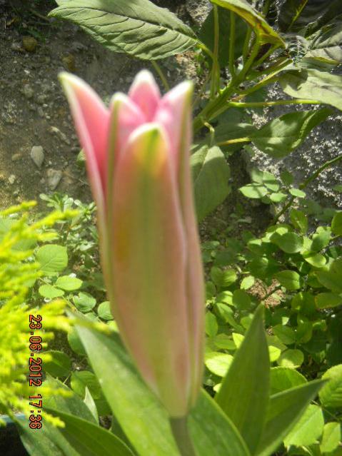 Name:  DSCN1732.jpg
Views: 751
Size:  54.7 KB