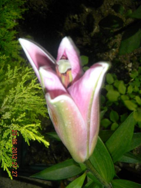 Name:  DSCN1772.jpg
Views: 706
Size:  41.4 KB