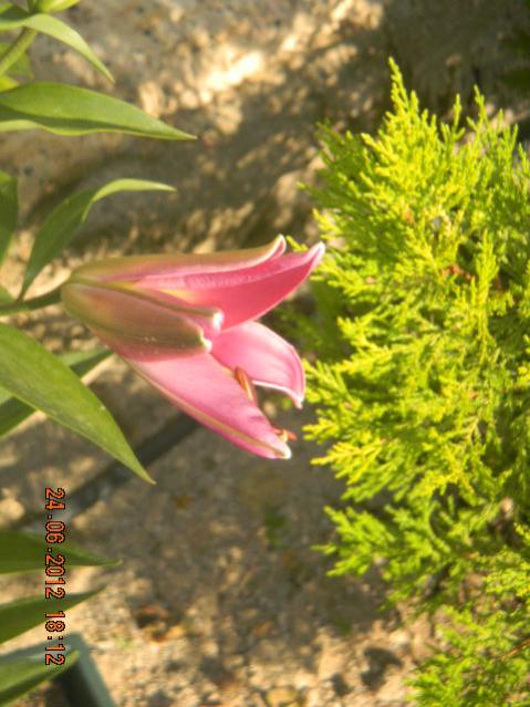 Name:  DSCN1777.jpg
Views: 736
Size:  51.9 KB