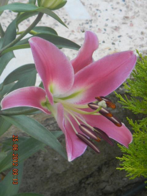 Name:  DSCN1811.jpg
Views: 715
Size:  38.3 KB