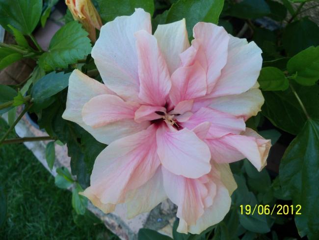 Name:  100_6226.jpg
Views: 517
Size:  39.1 KB