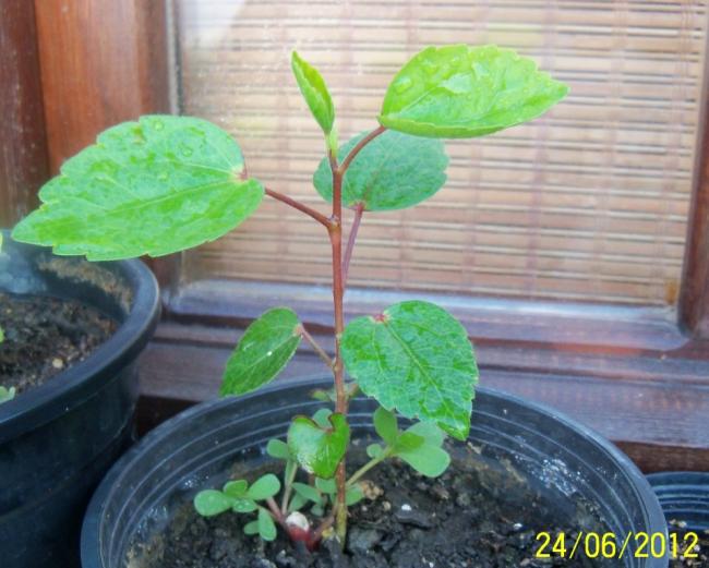 Name:  100_7075.jpg
Views: 556
Size:  49.5 KB