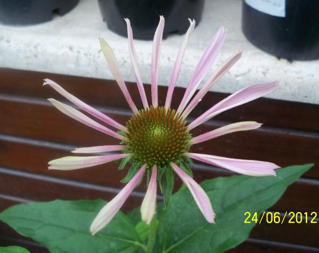 Name:  100_6934.jpg
Views: 544
Size:  40.3 KB