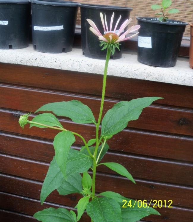 Name:  100_6936.jpg
Views: 535
Size:  66.6 KB