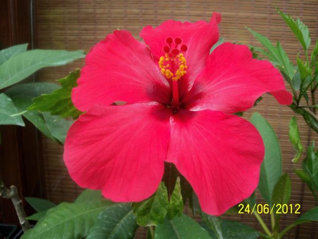 Name:  100_6951.jpg
Views: 524
Size:  38.9 KB