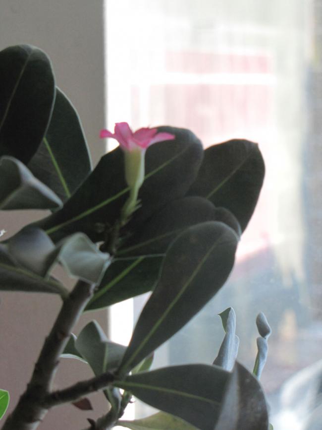 Name:  IMG_0607.jpg
Views: 712
Size:  38.4 KB