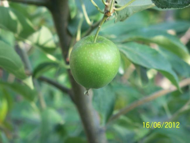 Name:  100_5622.jpg
Views: 541
Size:  29.2 KB