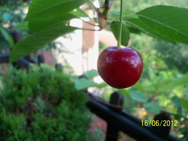 Name:  100_5625.jpg
Views: 541
Size:  33.1 KB