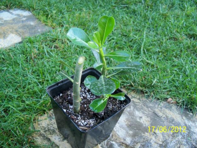 Name:  100_6030.jpg
Views: 502
Size:  71.2 KB