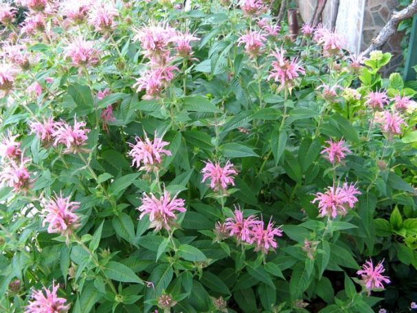 Name:  monarda.jpg
Views: 1208
Size:  71.5 KB