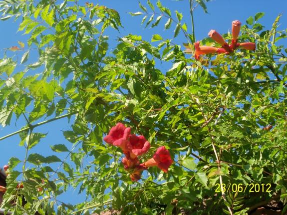 Name:  100_6729.jpg
Views: 531
Size:  72.5 KB