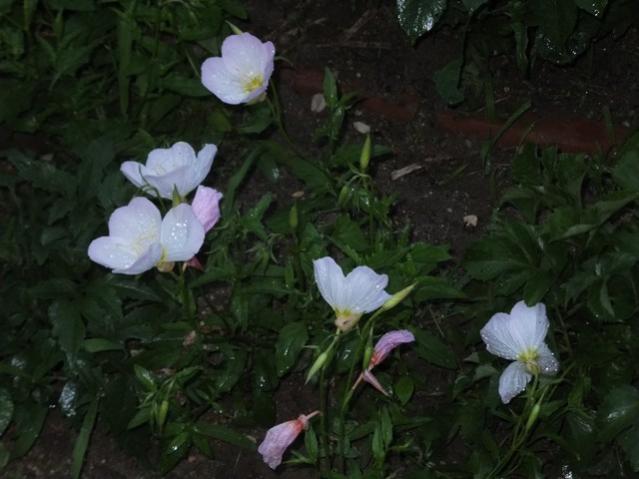 Name:  DSCF3332.jpg
Views: 567
Size:  38.7 KB