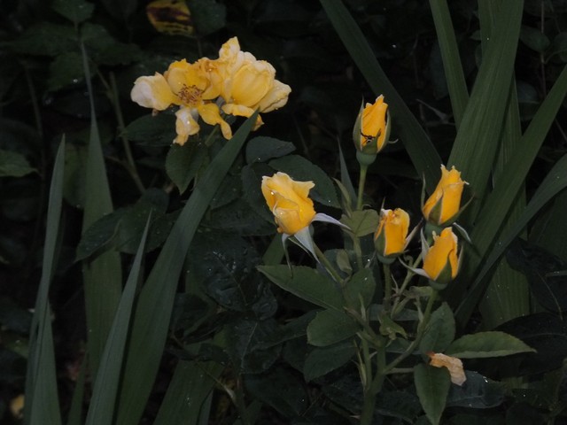 Name:  DSCF3345.jpg
Views: 504
Size:  67.2 KB