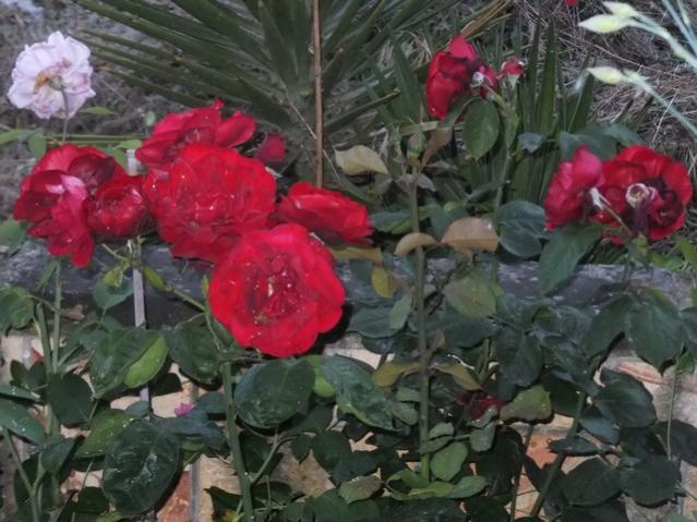 Name:  DSCF3346.jpg
Views: 527
Size:  53.0 KB