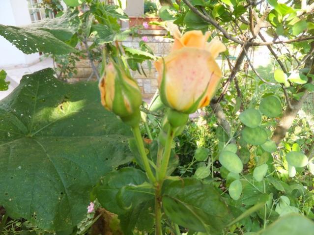 Name:  DSCF3399.jpg
Views: 615
Size:  59.1 KB