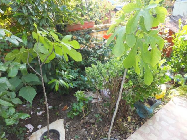 Name:  DSCF3421.jpg
Views: 558
Size:  69.1 KB