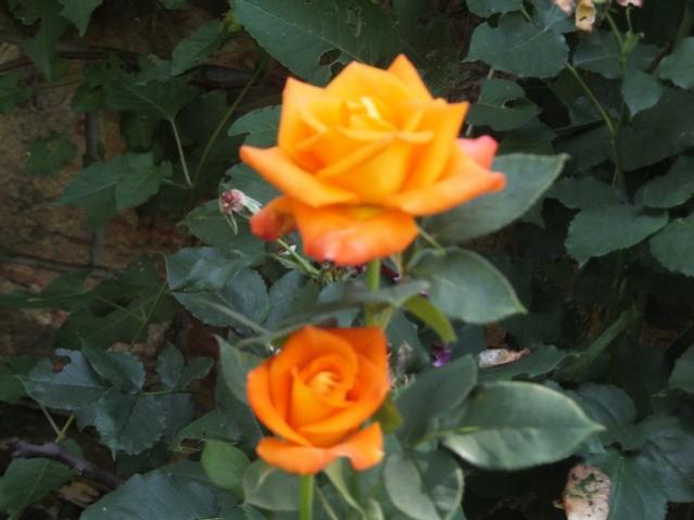 Name:  DSCF3422.jpg
Views: 547
Size:  35.7 KB