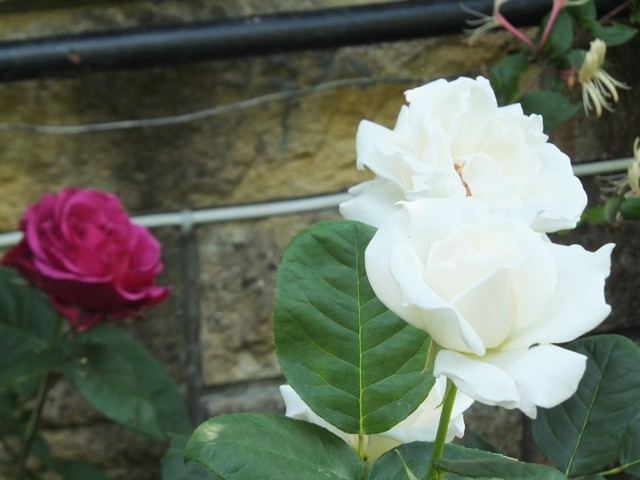 Name:  DSCF3424.jpg
Views: 585
Size:  66.2 KB