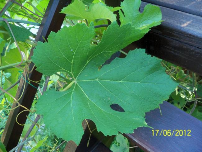 Name:  100_5850.jpg
Views: 497
Size:  53.5 KB