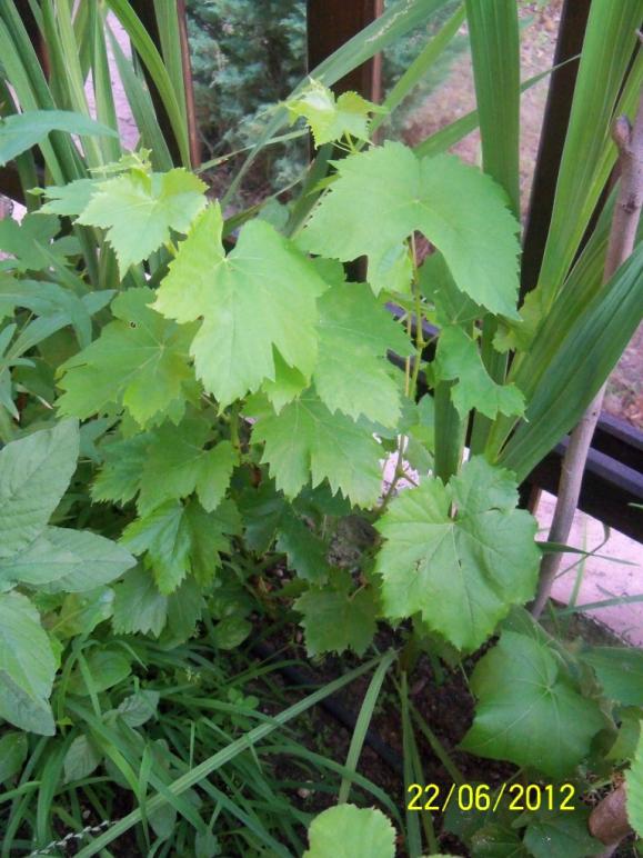 Name:  100_6454.jpg
Views: 504
Size:  73.7 KB