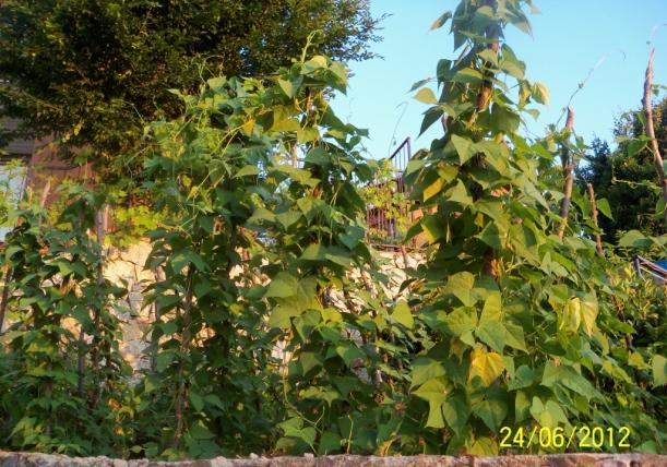 Name:  100_7098.jpg
Views: 485
Size:  71.7 KB