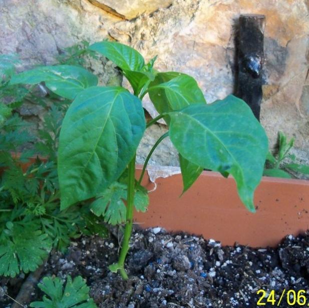 Name:  100_7110.jpg
Views: 494
Size:  64.8 KB