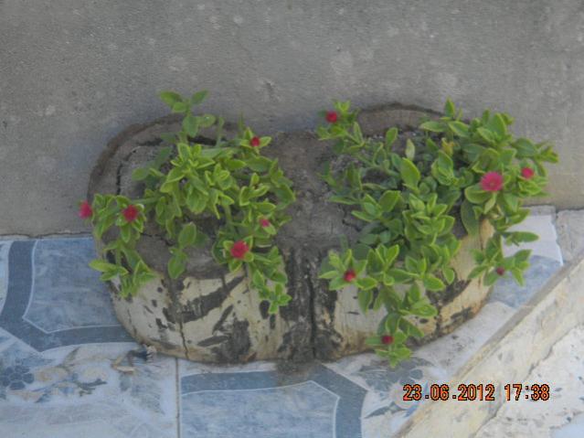 Name:  DSCN1743.jpg
Views: 979
Size:  43.2 KB