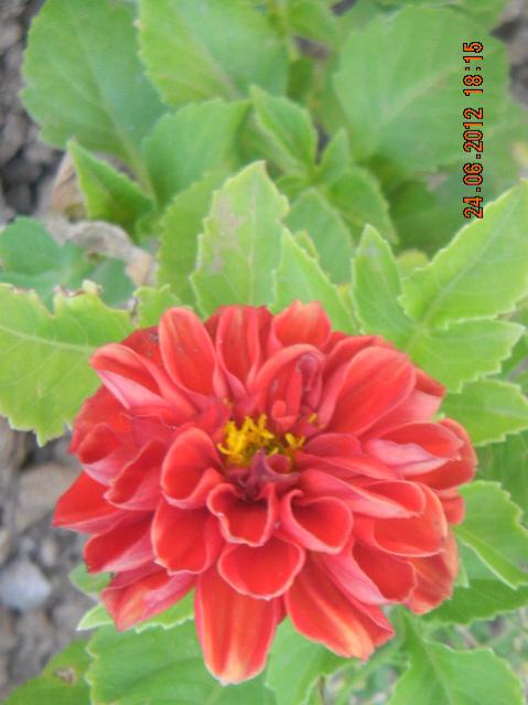 Name:  DSCN1787.jpg
Views: 704
Size:  37.3 KB