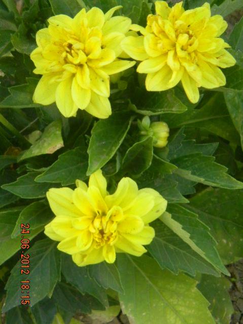 Name:  DSCN1788.jpg
Views: 705
Size:  45.6 KB