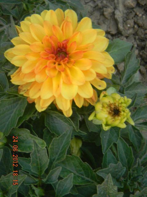Name:  DSCN1789.jpg
Views: 673
Size:  42.5 KB