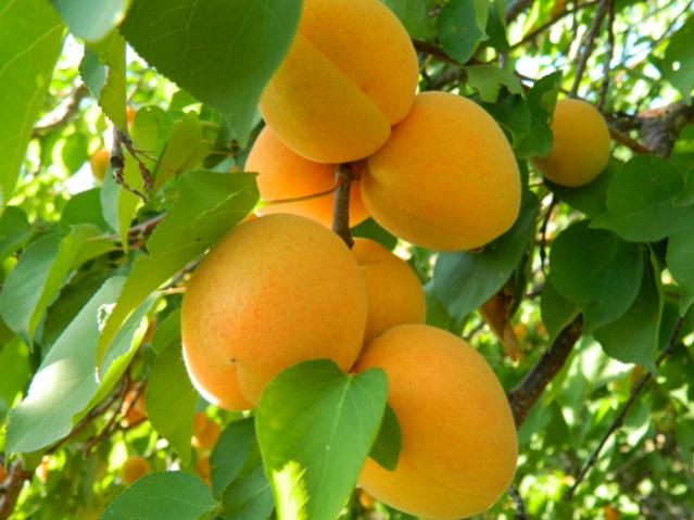 Name:  Resim 011.jpg
Views: 2392
Size:  43.7 KB