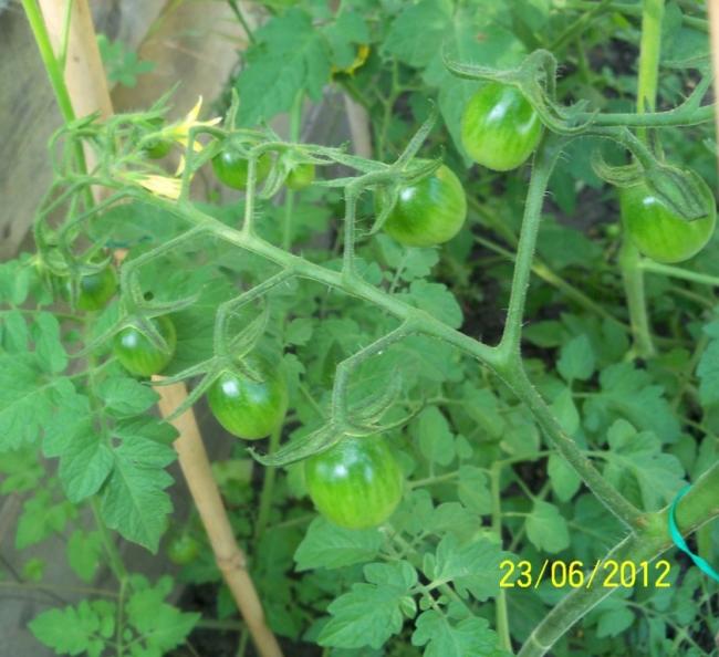 Name:  100_6752.jpg
Views: 586
Size:  54.7 KB