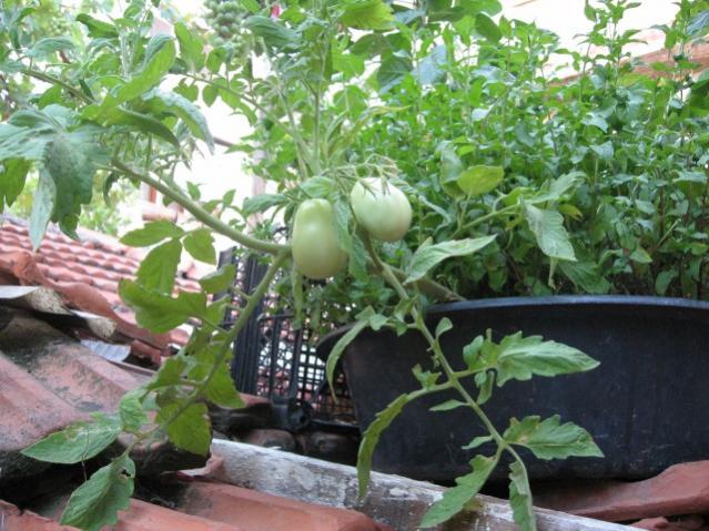 Name:  IMG_1989.jpg
Views: 721
Size:  63.5 KB