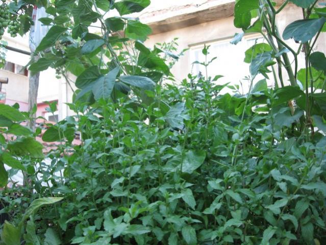 Name:  IMG_1992.jpg
Views: 687
Size:  66.8 KB