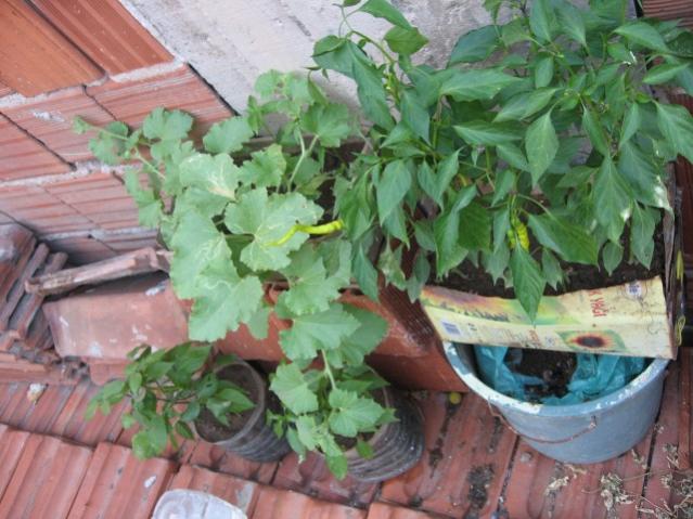 Name:  IMG_1998.jpg
Views: 660
Size:  54.6 KB