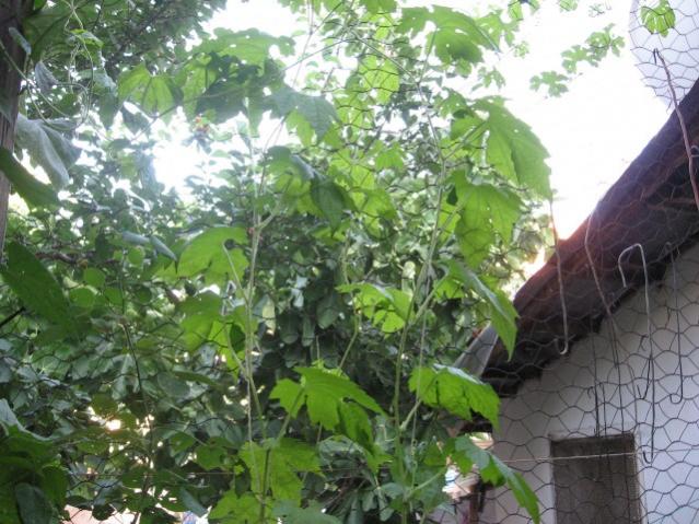 Name:  IMG_2011.jpg
Views: 649
Size:  64.2 KB