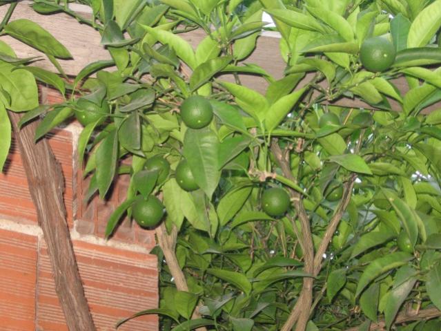 Name:  IMG_2016.jpg
Views: 689
Size:  60.5 KB