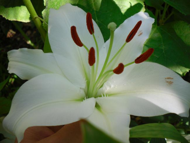 Name:  SDC14377 copy copy.jpg
Views: 496
Size:  30.7 KB
