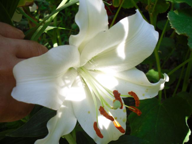 Name:  SDC14379 copy copy.jpg
Views: 505
Size:  33.1 KB