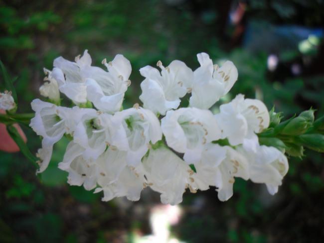 Name:  SDC14380 copy copy.jpg
Views: 482
Size:  29.7 KB