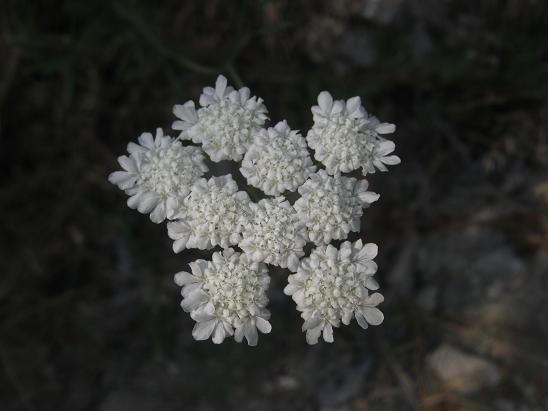 Name:  kr .1.JPG
Views: 950
Size:  38.2 KB