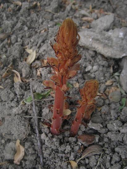 Name:  oroban.JPG
Views: 1017
Size:  53.4 KB