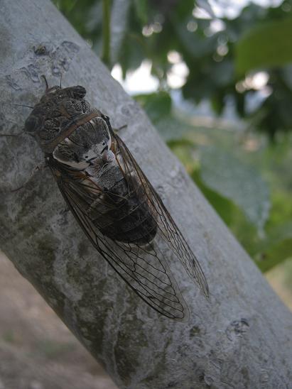 Name:  austos b..JPG
Views: 911
Size:  38.6 KB