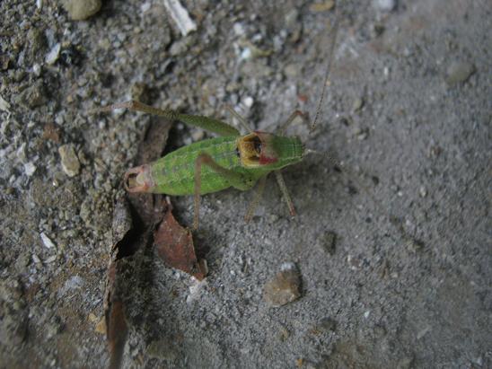 Name:  bcek.JPG
Views: 929
Size:  58.3 KB