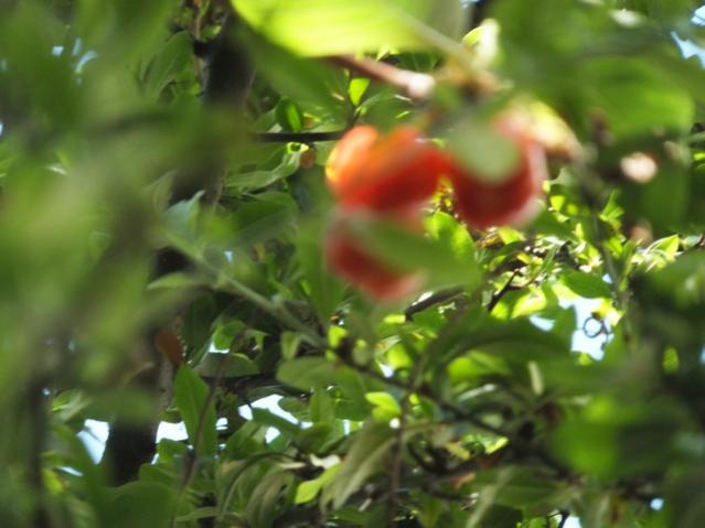 Name:  DSCF3701.jpg
Views: 487
Size:  37.3 KB
