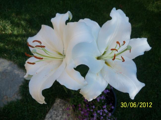 Name:  100_7485.jpg
Views: 511
Size:  35.6 KB