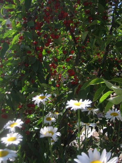 Name:  vine.jpg
Views: 1274
Size:  52.8 KB