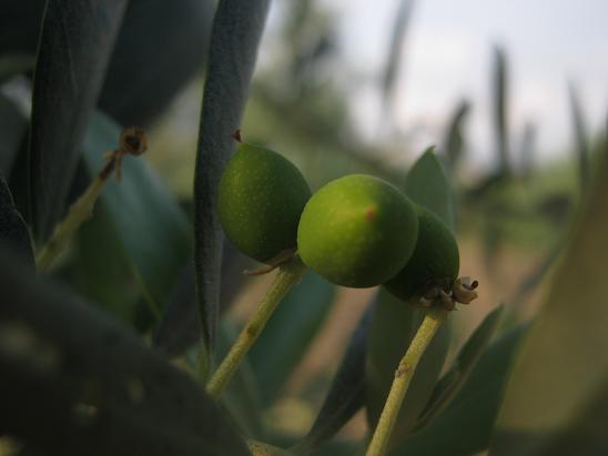 Name:  zeytin.JPG
Views: 1013
Size:  30.8 KB
