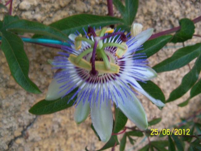 Name:  100_7137.jpg
Views: 508
Size:  43.4 KB